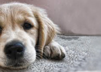 relinquish a golden retriever