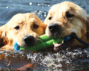 donate to golden retriever rescue of the rockies