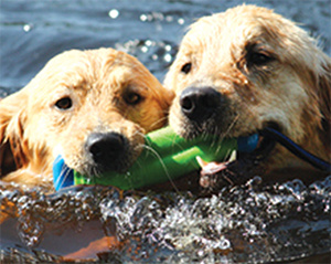 Memorial In Name of Golden Retriever