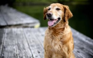 Help our Golden Angels - Golden Retrievers in need of medical care at GRRR in Denver Colorado.