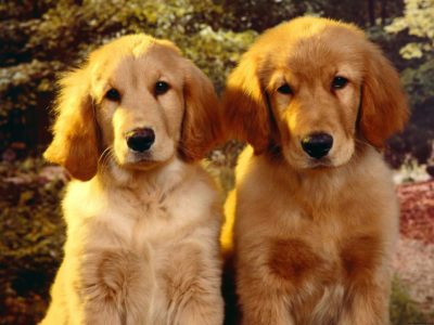 Golden Retriever Naming Tribute