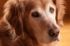 Adopt a Senior Golden Retriever Dog.