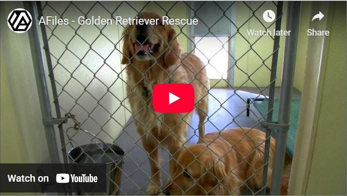 virtual tour golden retriever rescue