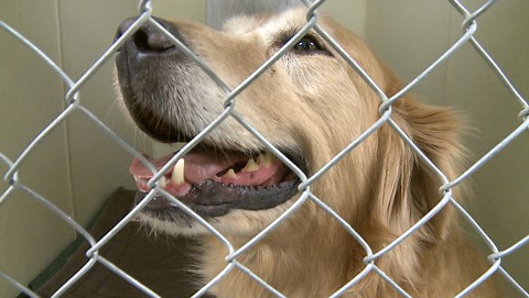 golden retriever from turkey video