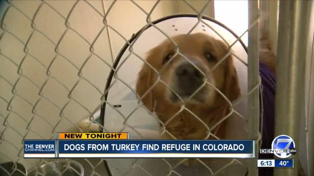 golden retriever from turkey video