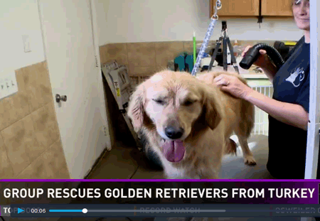 Golden Retriever Rescue Turkey Dogs