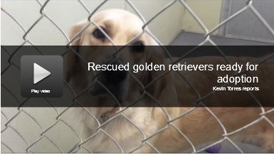 Golden Retrievers rescued from  Kansas farm need a home