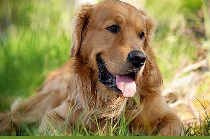 another-golden-pic3-big - Golden Retriever Rescue