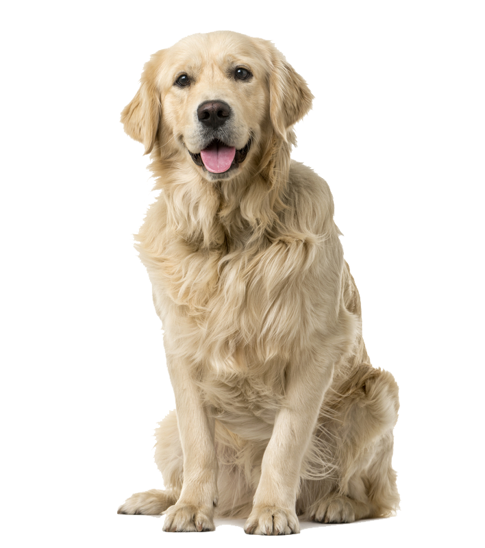 goldenretrieveradoption Golden Retriever Rescue