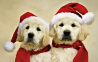 golden retriever rescue holiday party