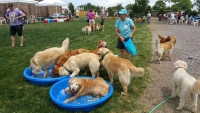 golden retriever spring fling