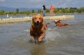 reunion golden retriever rescue