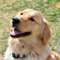 Marley - Adoption Pending 4/19/19