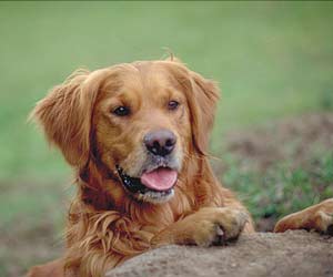 about golden retriever rescue