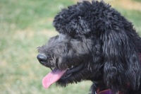 Angel - Aussie-Doodle - 9 mos old
