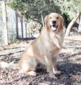 golden retriever rescue dog tribute westminster colorado 