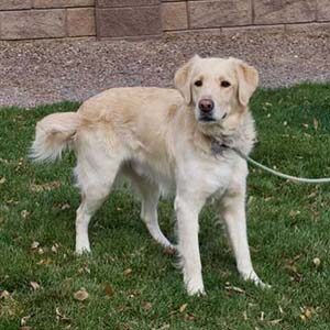 Capone 2.5 Yrs Special Needs Adopted 4/3/19