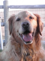 golden retriever rescue dog tribute westminster colorado 