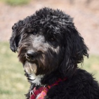 Dippy - Aussie-Doodle - Adopted 4/20/19
