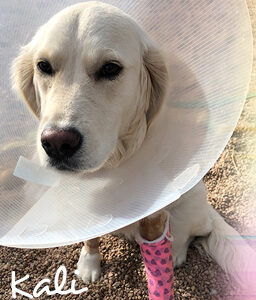 Kali's Story