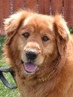 Gunner - Adopted 4/19/19