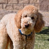 Pierce Golden - Doodle