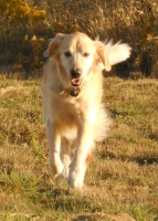 golden retriever rescue dog tribute westminster colorado 