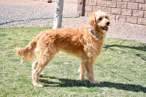 Simba Male Golden Doodle - Image 2