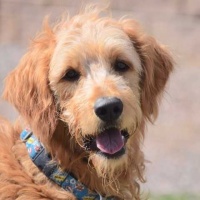 Simba Male Golden Doodle