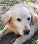 Allie - TDXII Adopted 6/7/2019