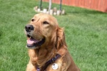 Barbie TDXII Adopted 6/15/2019