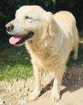 Chelsea TDXII Adopted 6/7/2019