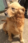 DUG TDXII - Adopted 5/23/2019