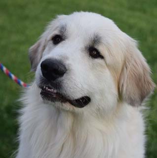 Fergus 2 Year Old Big Great Pyrenees Adopted 6 19 19 Golden Retriever Rescue