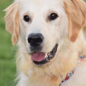 Fletcher (aka Fletch) TDXII adopted 6/17/19