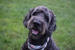 Max - Golden Doodle Adopted 6/06/2019