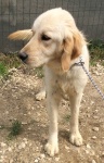 Nova TDXII Adopted 5/27/2019
