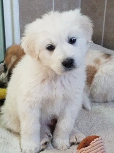 great pyrenees golden retriever puppies