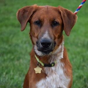 Romeo 1 year old Golden Mix - adopted 6/29/19