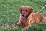 Sweetie Adopted 6/14/2019