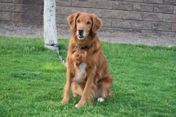 Chance 3 year old male - adopted 6/29/19 - Image 2
