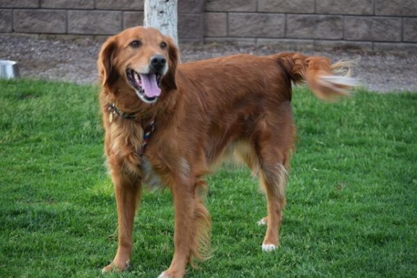 Chance 3 year old male - adopted 6/29/19 - Image 3