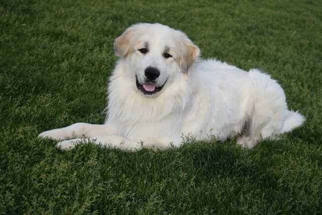 old great pyrenees