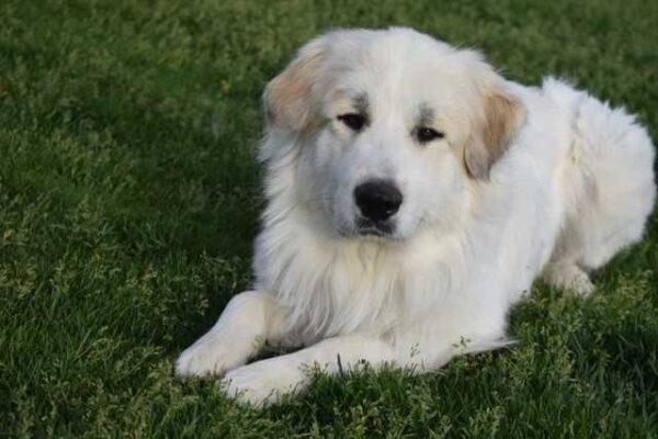 Fergus - 2 year old big Great Pyrenees adopted 6/19/19 - Image 3