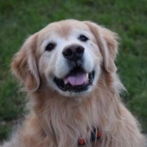 Hudson 9 years old (adopted 7/7/19)