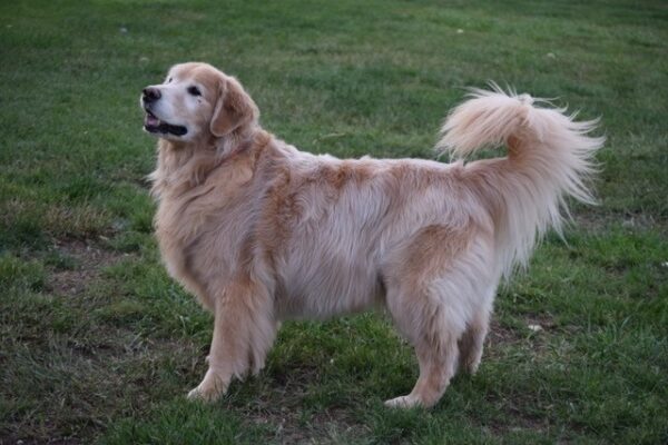 Hudson 9 years old (adopted 7/7/19) - Image 2
