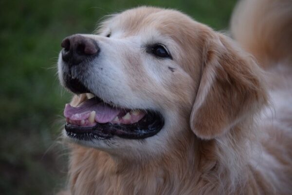 Hudson 9 years old (adopted 7/7/19) - Image 3