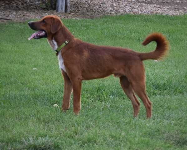 Romeo 1 year old Golden Mix - adopted 6/29/19 - Image 2