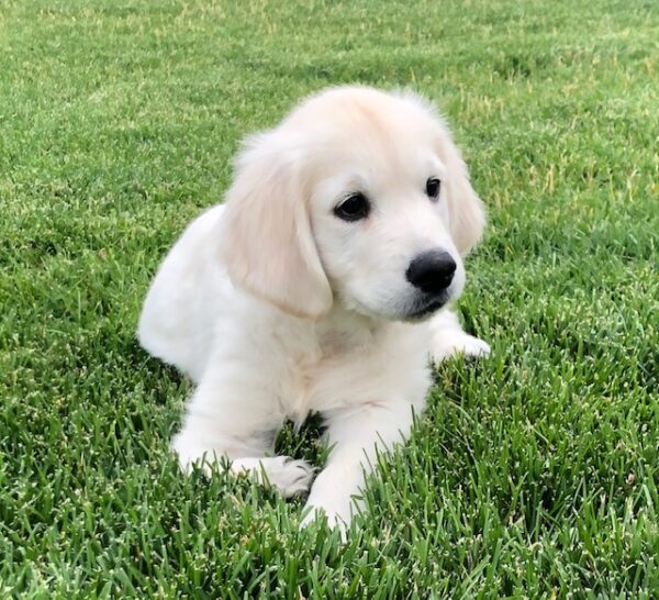 Avery-11 weeks old (adopted) - Image 3