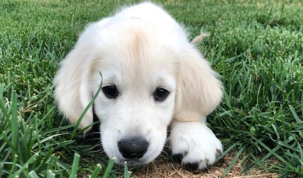 Avery-11 weeks old (adopted)